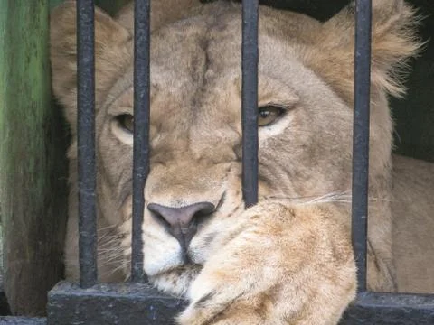 Lion in a cage Stock Photos