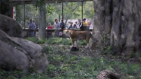Lion in Cage at Zoo 01 Stock Footage 125049002