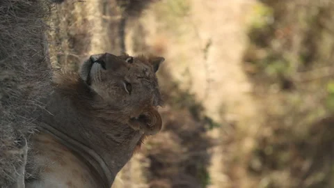 Lion Calling Stock Footage 234679108