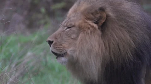 Lion calling out and walking close up Stock Footage 165265510