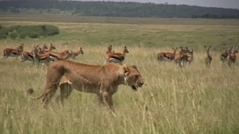 Lion Calmly Walks Through a Herd of Gazelles Without Hunting Stock Footage 87219534