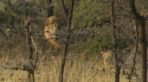 Lion camerashot through trees Stock Footage 12653328