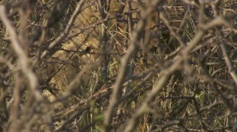 Lion camerashot through trees Video stock 12653337