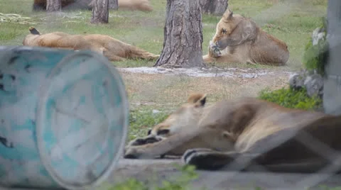 Lion in captivity 스톡 동영상 24466019