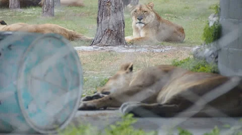 Lion in captivity Stock-Footage 24466093