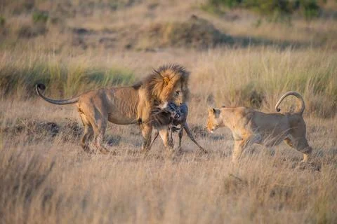 Lion with a caputred gnu Stock Photos
