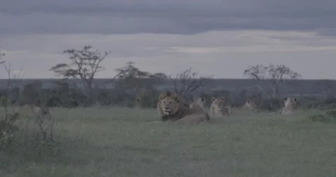 Lion cat dusk pride grass wildlife Ol Pejeta Kenya Africa 動画素材 233132890