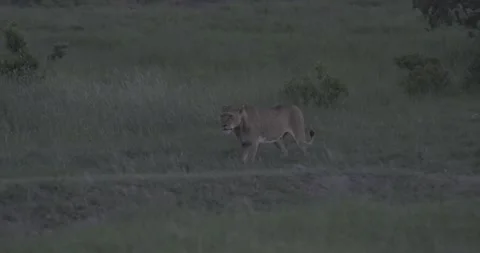 Lion cat walking slowmo dusk slow wildlife Ol Pejeta Kenya Africa 動画素材 233132886