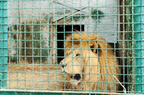Lion is in the cell. Stock Photos
