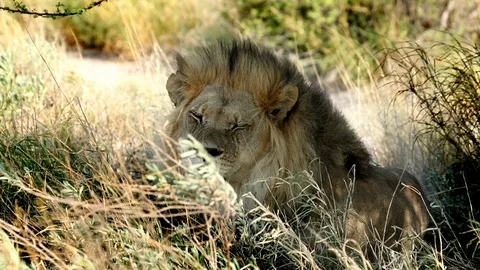 LION IN CENTRAL KALAHARI Stock Footage 104865576