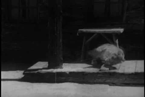 Lion chained to pole Vídeos de archivo 11350930