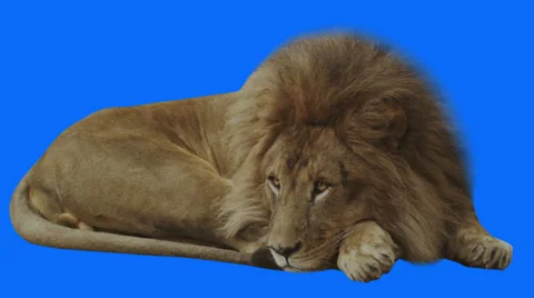Lion changing hands while resting on blue screen Stock Footage 30466246