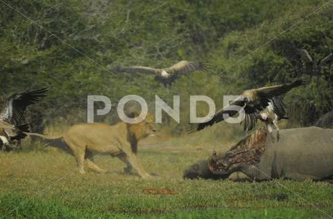 Lion in chase Stock Photos