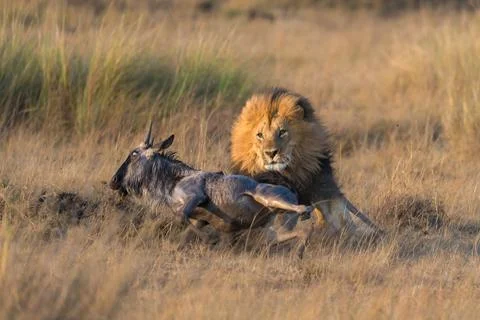 Lion chasing a gnu Stock Photos