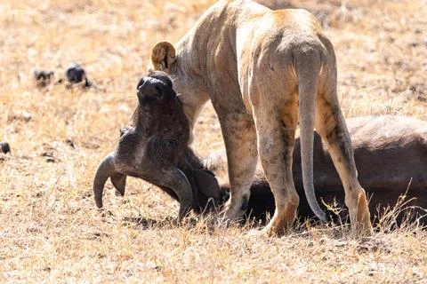 Lion chews on and eats the neck of a wildebeest it just killed in Nairobi N.. Stock Photos