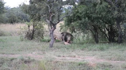 Lion choking and killings its prey Stock Footage 49895672