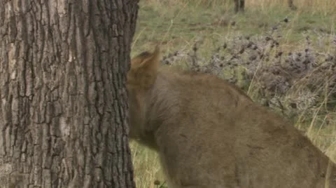 Lion clawing at tree Stock Footage 12657922