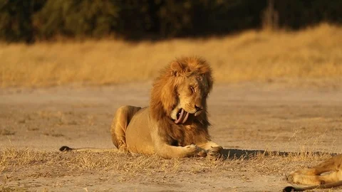 Lion cleaning himself 스톡 동영상 119283418