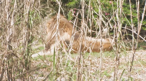 Lion Clip 1 Видео 1118033