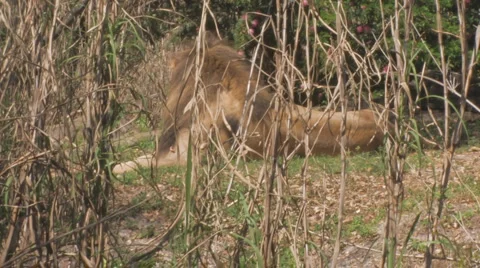 Lion Clip 2 Stock Footage 1117993