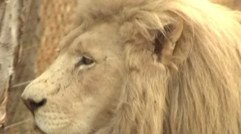 Lion close up Stock Footage 10989547