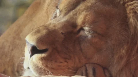 Lion Close up 스톡 동영상 32880846