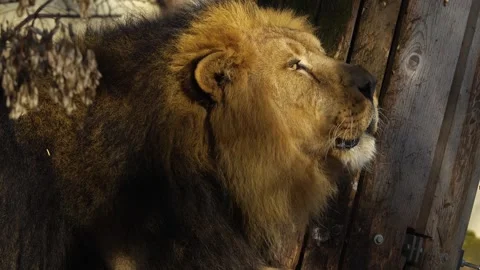 A Lion close up Stock Footage 263854061