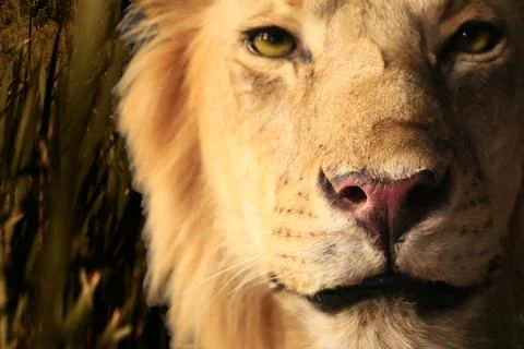 Lion close up staring at prey Stock Photos