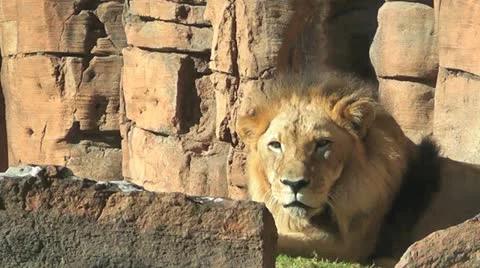 Lion Closeup I Stock Footage 20508404