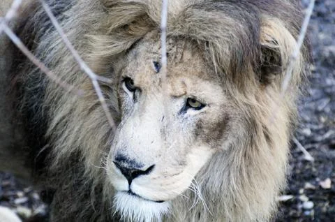 Lion closeup Stock Photos