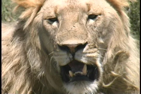 Lion closeup Serengeti Stock Footage