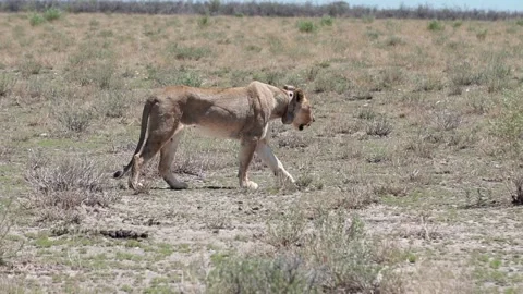 Lion in the collar is walking Vídeo Stock 172523287