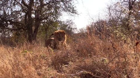 Lion comes towards camera Video stock 69771340