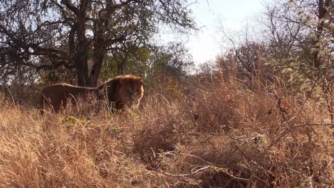 Lion comes towards camera Stock Footage 71269499