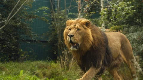Lion coming out of trees quickly Stock Footage 162503244