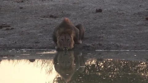 Lion continues drinking; slightly tighter framing — Part 5 (end-beat) Stock Footage 319961939