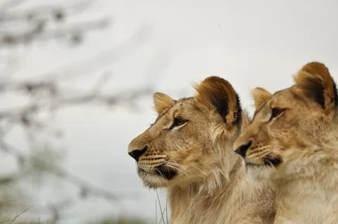 Lion couple Stock Photos