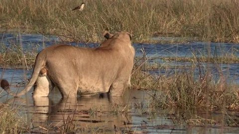 Lion crossing water Video stock 84707322