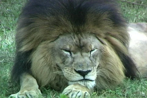 Lion-cu Stock Footage 818639