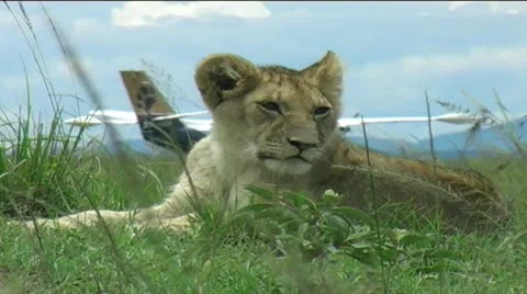Lion cub by Aeroplane Stock Footage 12525141