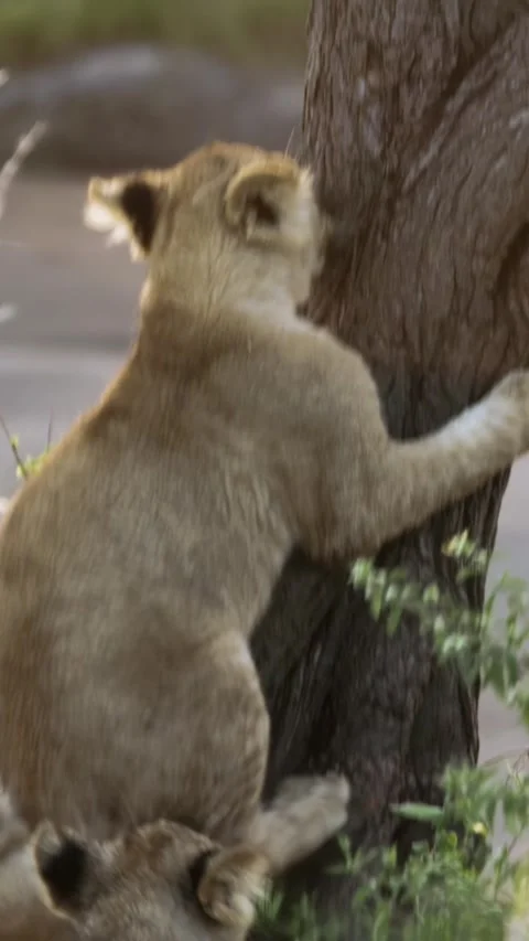 Lion Cub Attempts to Climb a Tree in Serengeti National Park Video stock 320326186
