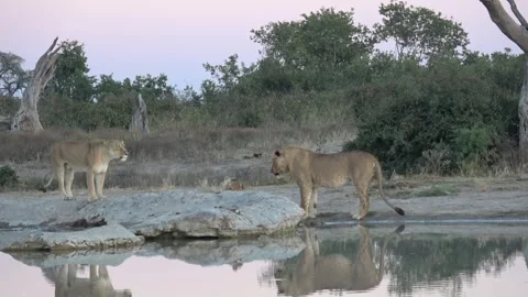 Lion cub challenges subadult under watchful lioness 스톡 동영상 322049853