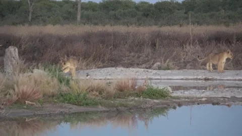 Lion cub charges playfully at another cub along waterhole shore part 20 Video stock 322030129