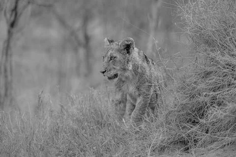Lion cub checking the view Stock Photos