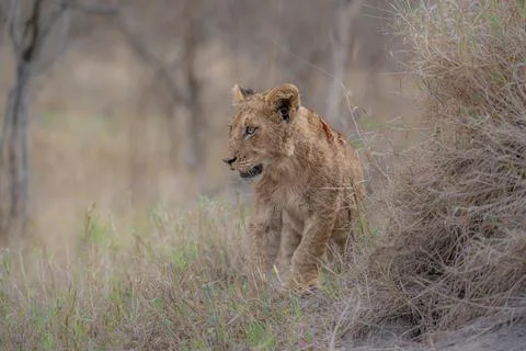 Lion cub checking the view Stock Photos