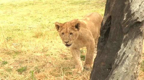 Lion cub close up Stock Footage 10989627