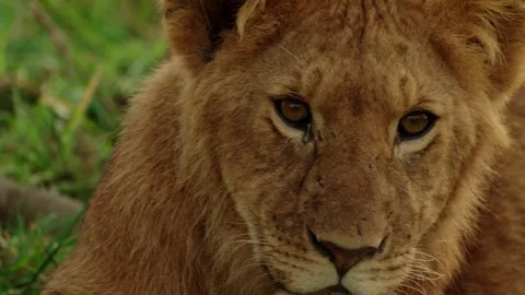 Lion Cub Close-Up Gazing at Camera in African Savanna Wildlife Footage Stockbeeldmateriaal 328379115