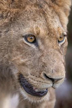 Lion cub close up Stock Photos