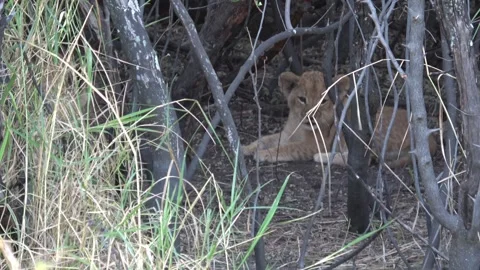 Lion cub dashes out of den, sits plump and licks paw as sibling runs in Part 2 Vídeos de archivo 322058130