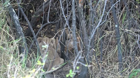 Lion cub at den threshold watching out while siblings wrestle behind — Part 1 Video stock 322058045